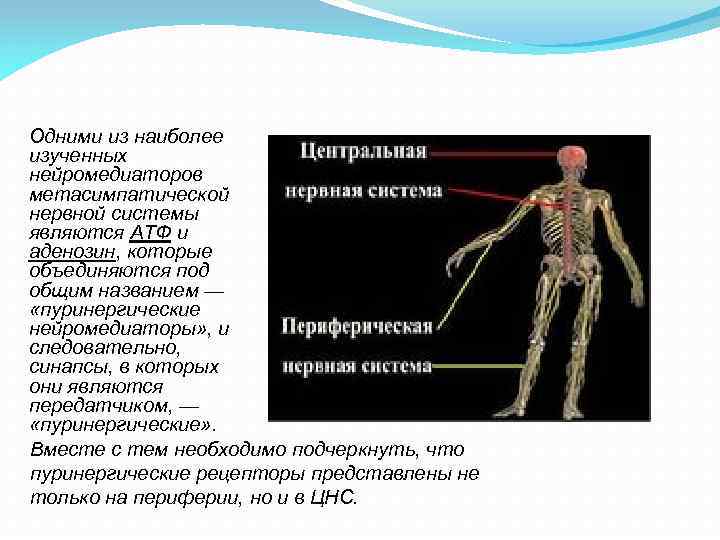 Одними из наиболее изученных нейромедиаторов метасимпатической нервной системы являются АТФ и аденозин, которые объединяются