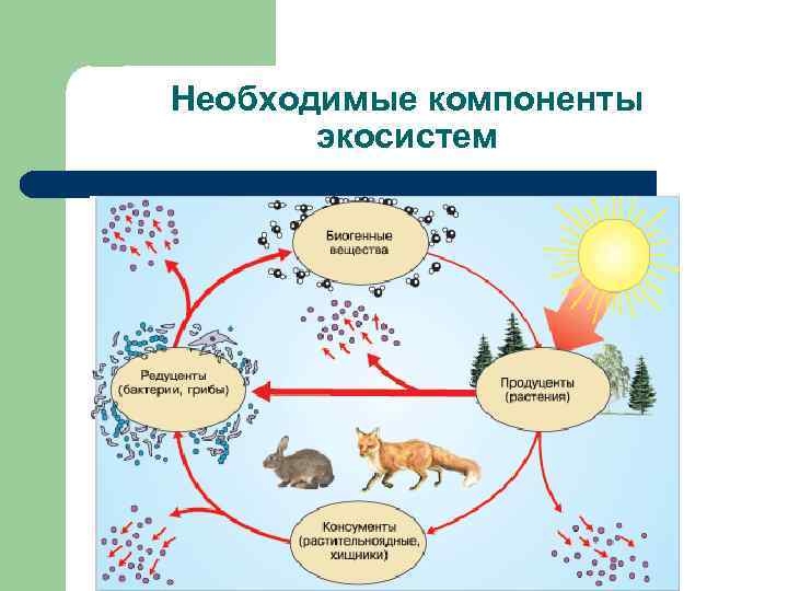 Необходимые компоненты экосистем 