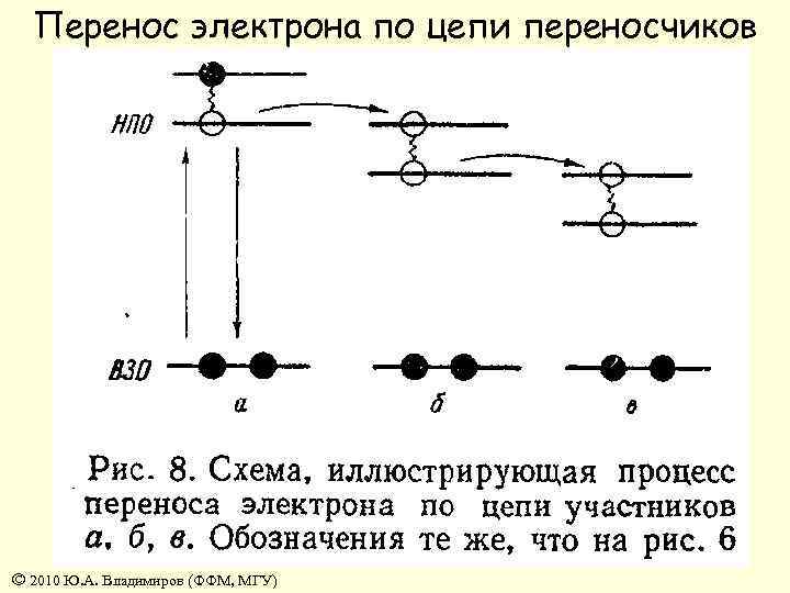 Перенос электрона по цепи переносчиков © 2010 Ю. А. Владимиров (ФФМ, МГУ) 