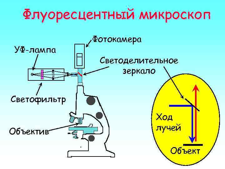 Вид изображения микроскопа физика