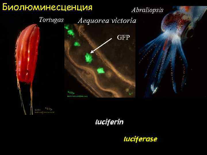 Биолюминесценция Tortugas Abraliopsis Aequorea victoria GFP Hydroid 