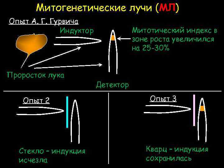 Митогенетические лучи (МЛ) Опыт А. Г. Гурвича Индуктор Проросток лука Опыт 2 Стекло –