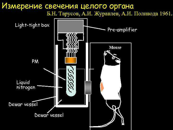 Измерение свечения целого органа Б. Н. Тарусов, А. И. Журавлев, А. И. Поливода 1961.