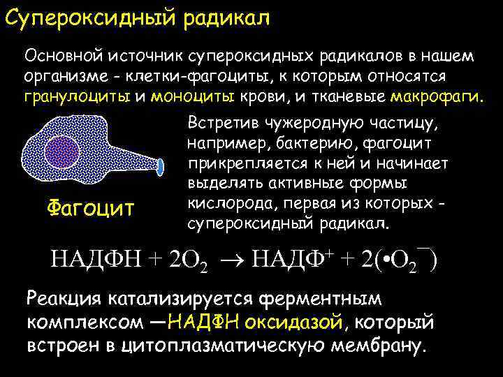 Супероксидный радикал Основной источник супероксидных радикалов в нашем организме - клетки-фагоциты, к которым относятся