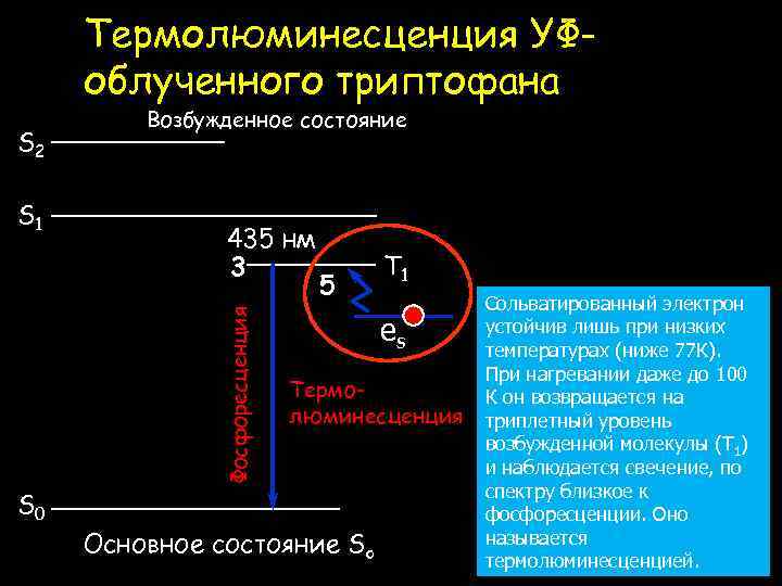 Термолюминесценция УФоблученного триптофана S 2 435 нм 3 Фосфоресценция S 1 Возбужденное состояние S