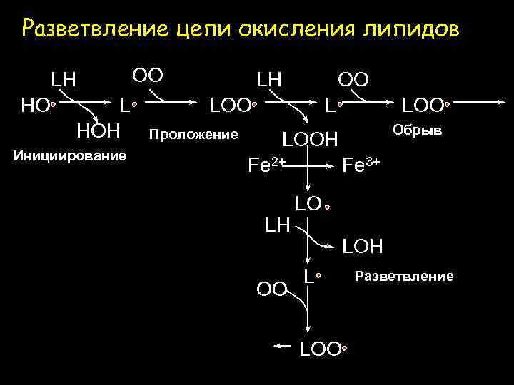 Разветвление цепи окисления липидов OO LH HO L HOH Инициирование LH OO LOO Проложение