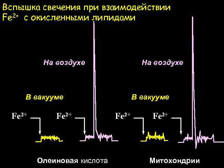 Вспышка свечения при взаимодействии Fe 2+ с окисленными липидами На воздухе В вакууме Fe