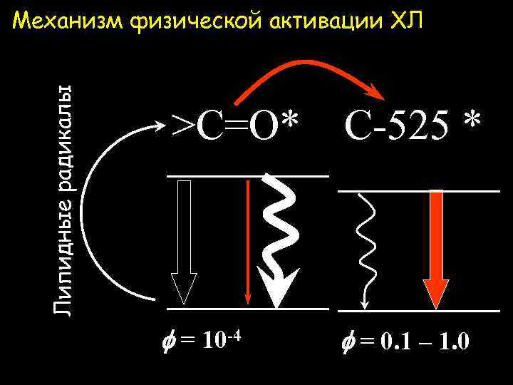 Липидные радикалы Механизм физической активации ХЛ >C=O* f = 10 -4 C-525 * f