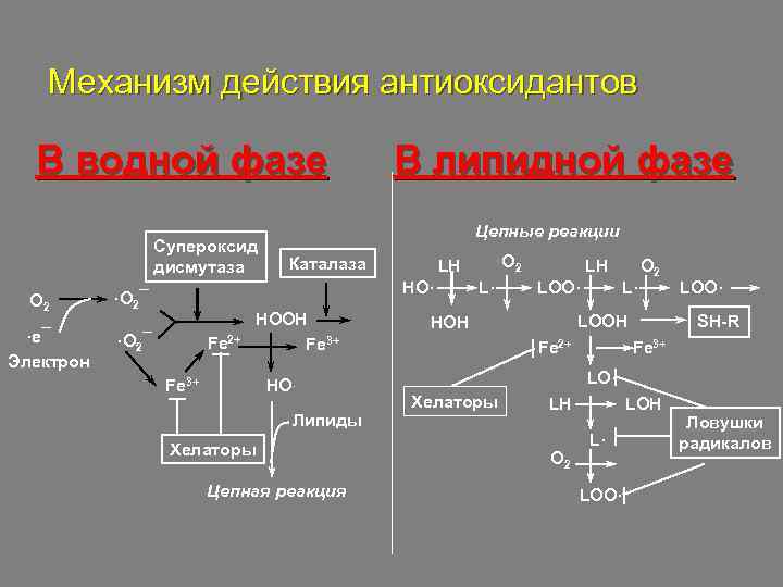 Механизм действия антиоксидантов В водной фазе Супероксид дисмутаза O 2 ·e¯ Электрон В липидной