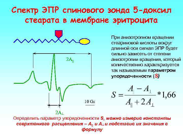 Спектр ЭПР спинового зонда 5 -доксил стеарата в мембране эритроцита При анизотропном вращении стеариновой