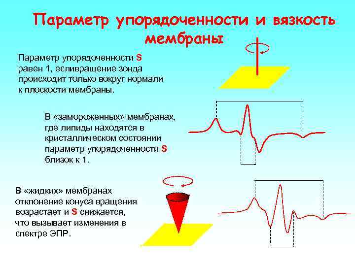 Параметр упорядоченности и вязкость мембраны Параметр упорядоченности S равен 1, есливращение зонда происходит только