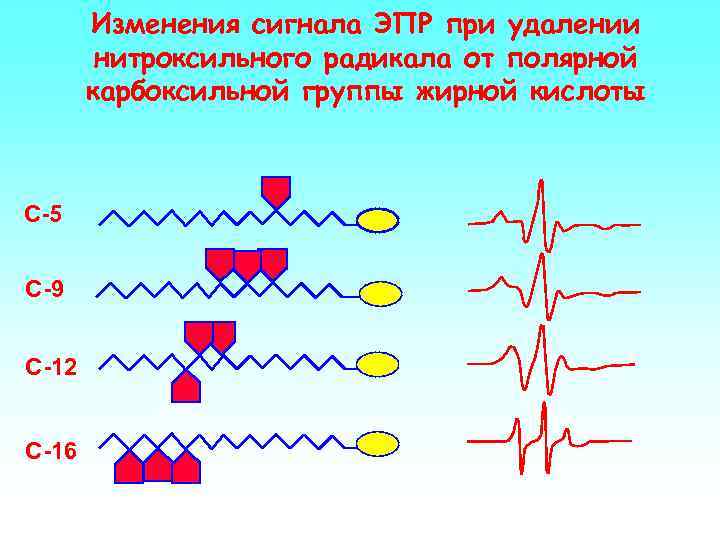 Изменения сигнала ЭПР при удалении нитроксильного радикала от полярной карбоксильной группы жирной кислоты С-5