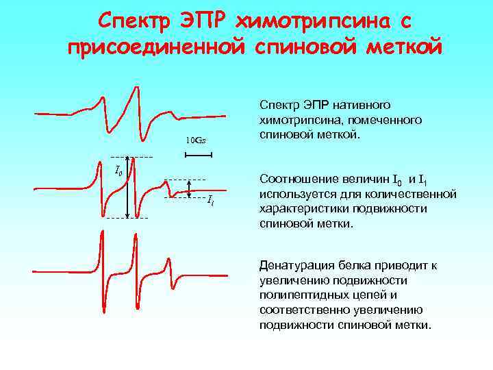 Спектр ЭПР химотрипсина с присоединенной спиновой меткой Спектр ЭПР нативного химотрипсина, помеченного спиновой меткой.