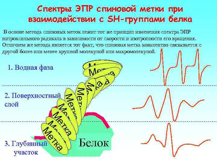 Спектры ЭПР спиновой метки при взаимодействии с SH-группами белка В основе метода спиновых меток