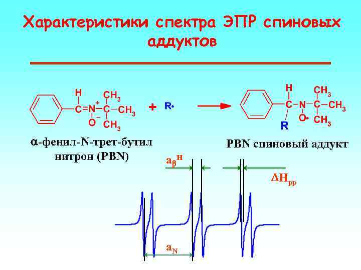 Характеристики спектра ЭПР спиновых аддуктов a-фенил-N-трет-бутил нитрон (PBN) PBN спиновый аддукт ab. H DHpp
