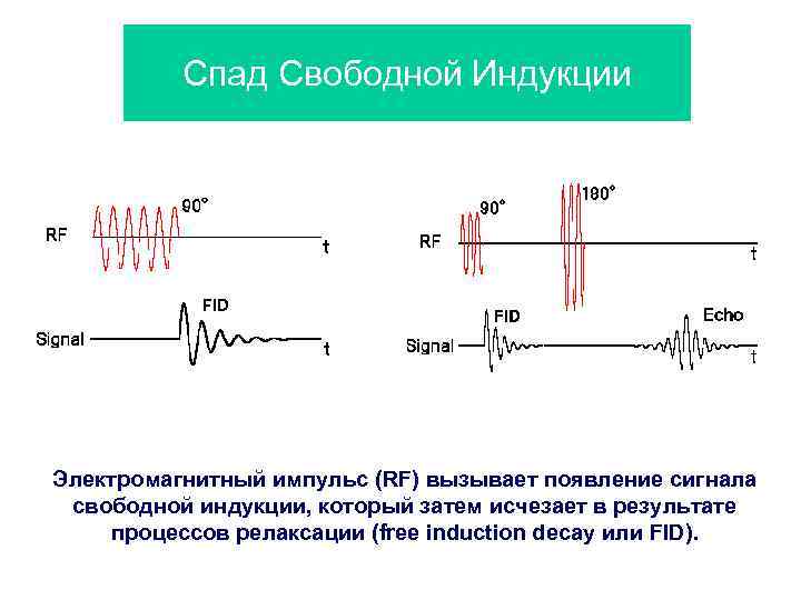 Спад Свободной Индукции Электромагнитный импульс (RF) вызывает появление сигнала свободной индукции, который затем исчезает