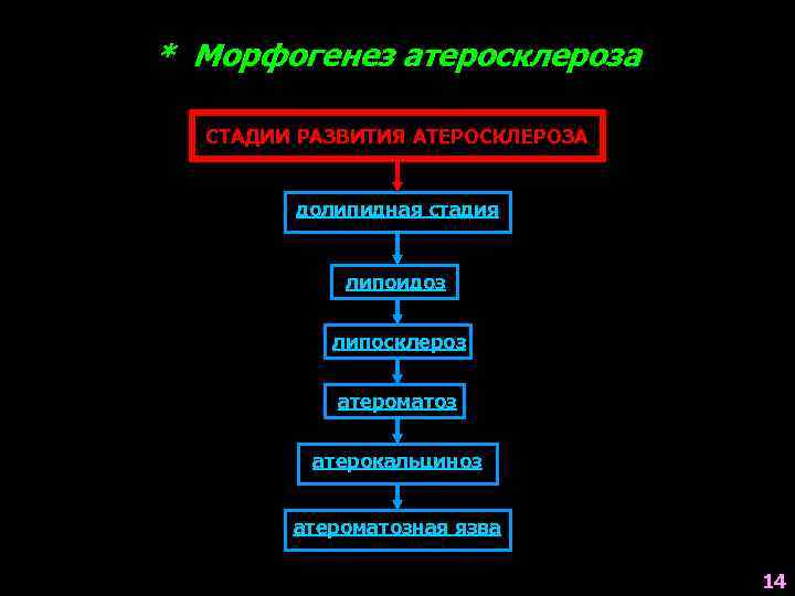 * Морфогенез атеросклероза СТАДИИ РАЗВИТИЯ АТЕРОСКЛЕРОЗА долипидная стадия липоидоз липосклероз атероматоз атерокальциноз атероматозная язва