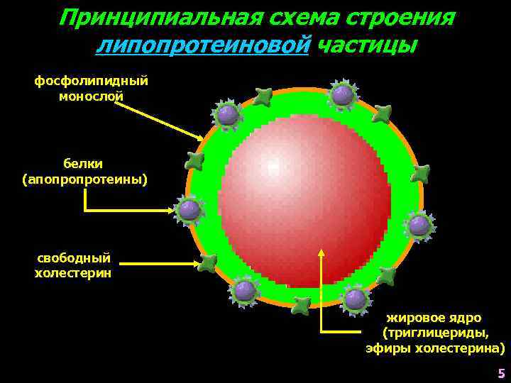 Свойства сосудистой стенки