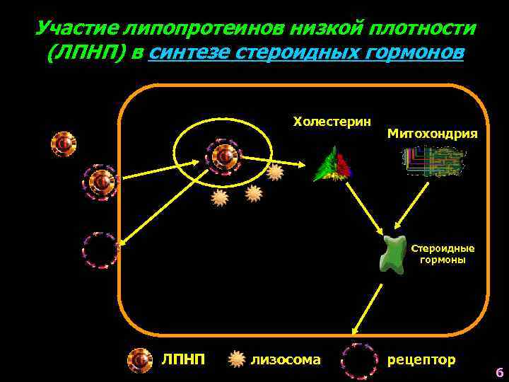 Тоналин и липотропный фактор схема