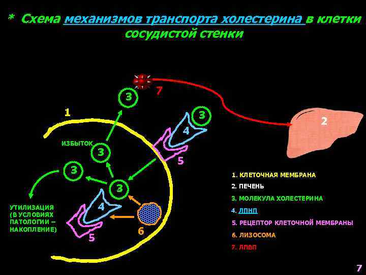 * Схема механизмов транспорта холестерина в клетки сосудистой стенки 7 3 1 3 2