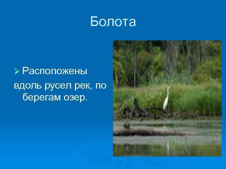 Болота Ø Расположены вдоль русел рек, по берегам озер. 