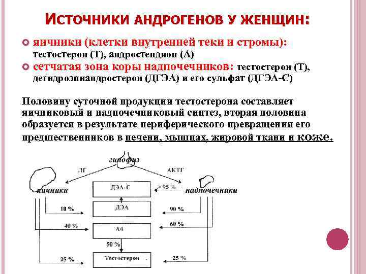 ИСТОЧНИКИ АНДРОГЕНОВ У ЖЕНЩИН: яичники (клетки внутренней теки и стромы): стромы тестостерон (Т), андростендион