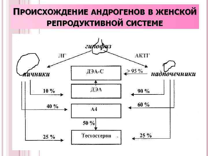 ПРОИСХОЖДЕНИЕ АНДРОГЕНОВ В ЖЕНСКОЙ РЕПРОДУКТИВНОЙ СИСТЕМЕ 