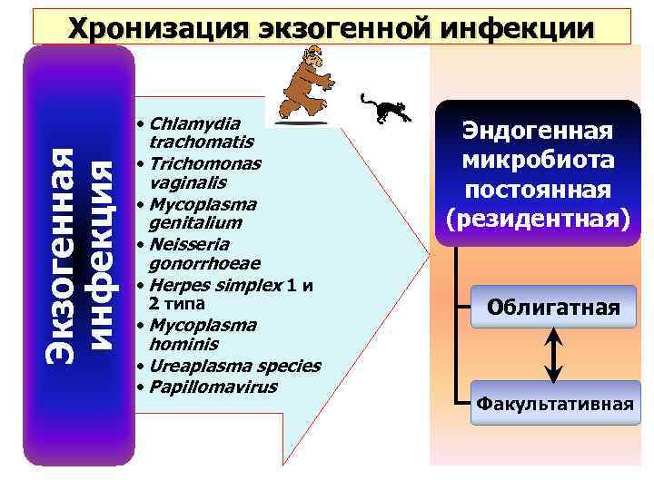 Экзогенная инфекция Хронизация экзогенной инфекции • Chlamydia trachomatis • Trichomonas vaginalis • Mycoplasma genitalium