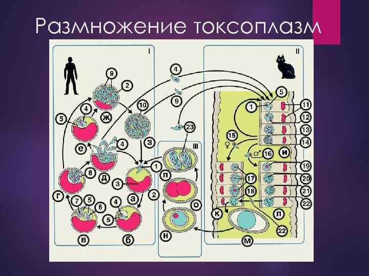 Размножение токсоплазм 