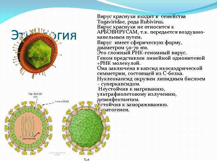 Этиология Вирус краснухи входит в семейства Togaviridae, рода Rubivirus. Вирус краснухи не относится к