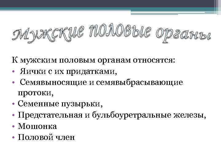 К мужским половым органам относятся: • Яички с их придатками, • Семявыносящие и семявыбрасывающие