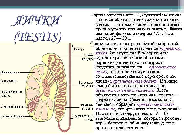 Парная мужская железа, функцией которой является образование мужских половых клеток — сперматозоидов и выделение