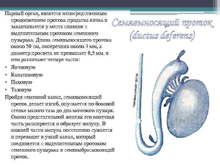 Парный орган, является непосредственным продолжением протока придатка яичка и заканчивается у места слияния с