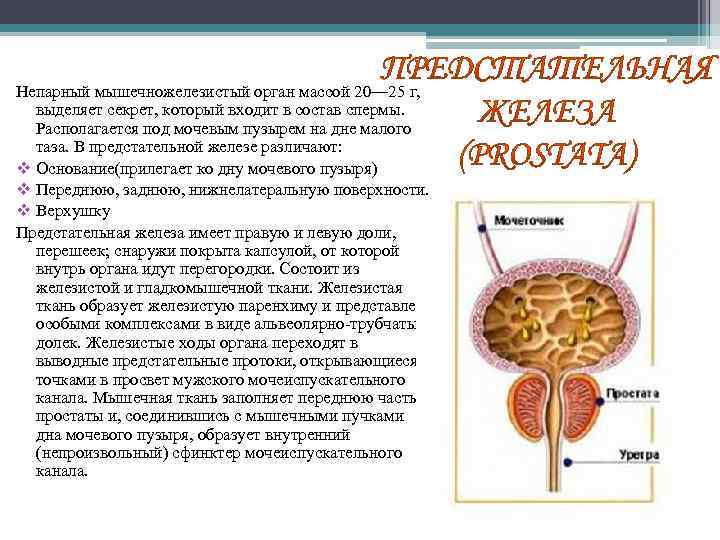 Ложе предстательной железы. В предстательной железе различают:. Предстательная железа выделяет секрет. Семявыбрасывающий проток предстательной железы-. Перешеек предстательной железы.