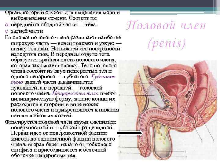 Орган, который служит для выделения мочи и выбрасывания семени. Состоит из: o передней свободной