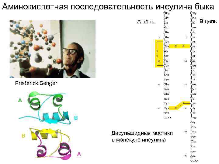 Аминокислотная последовательность инсулина быка A цепь Frederick Senger Дисульфидные мостики в молекуле инсулина В