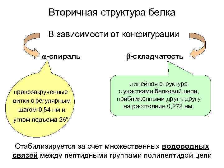 Вторичная структура белка В зависимости от конфигурации -спираль правозакрученные витки с регулярным шагом 0,