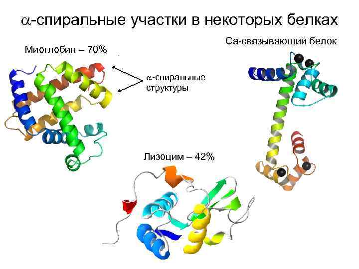  -спиральные участки в некоторых белках Ca-связывающий белок Миоглобин – 70% -спиральные структуры Лизоцим