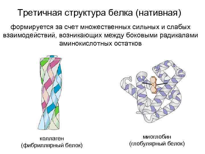 Третичная структура белка картинка