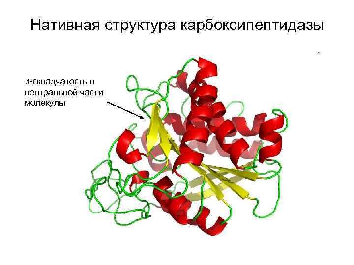 Нативная структура карбоксипептидазы -складчатость в центральной части молекулы 