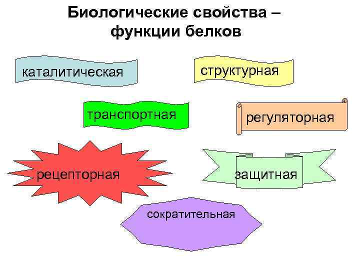 Биологические свойства – функции белков структурная каталитическая транспортная рецепторная регуляторная защитная сократительная 
