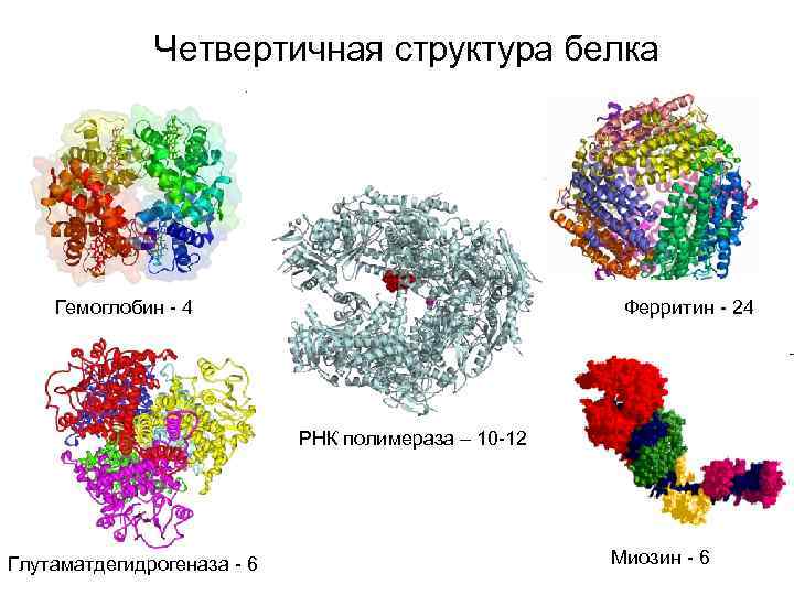 Четвертичная структура белка Гемоглобин - 4 Ферритин - 24 РНК полимераза – 10 -12