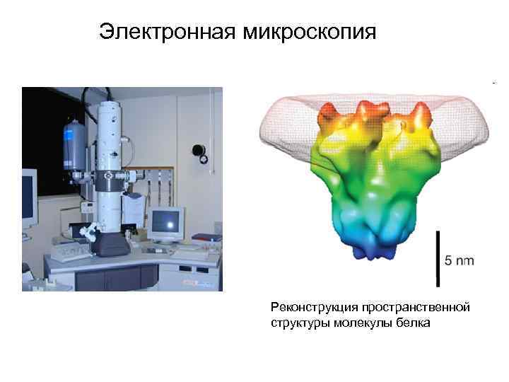 Электронная микроскопия Реконструкция пространственной структуры молекулы белка 