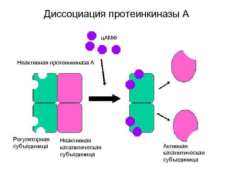 Диссоциация протеинкиназы А ц. АМФ Неактивная протеинкиназа А Регуляторная субъединица Неактивная каталитическая субъединица Активная