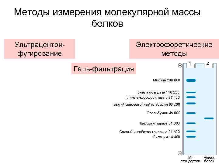 Методы измерения молекулярной массы белков Ультрацентрифугирование Электрофоретические методы 1 Гель-фильтрация 2 Миозин 200 000