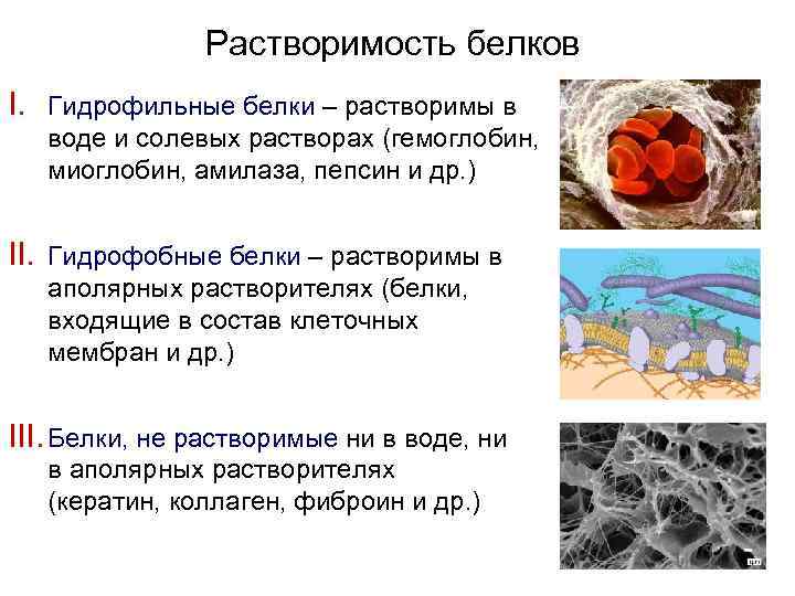 Растворимость белков I. Гидрофильные белки – растворимы в воде и солевых растворах (гемоглобин, миоглобин,