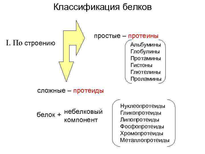 Классификация белков I. По строению простые – протеины Альбумины Глобулины Протамины Гистоны Глютелины Проламины