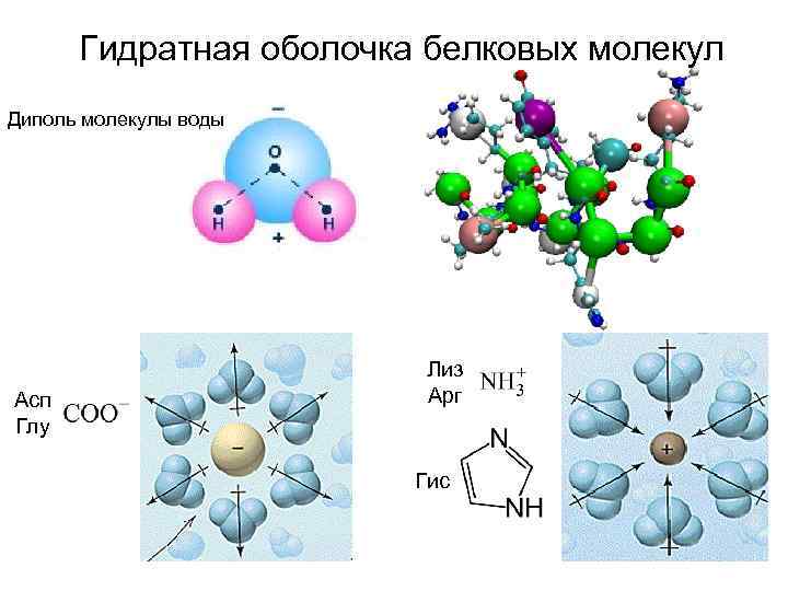 Гидратная оболочка белковых молекул Диполь молекулы воды Асп Глу Лиз Арг Гис 