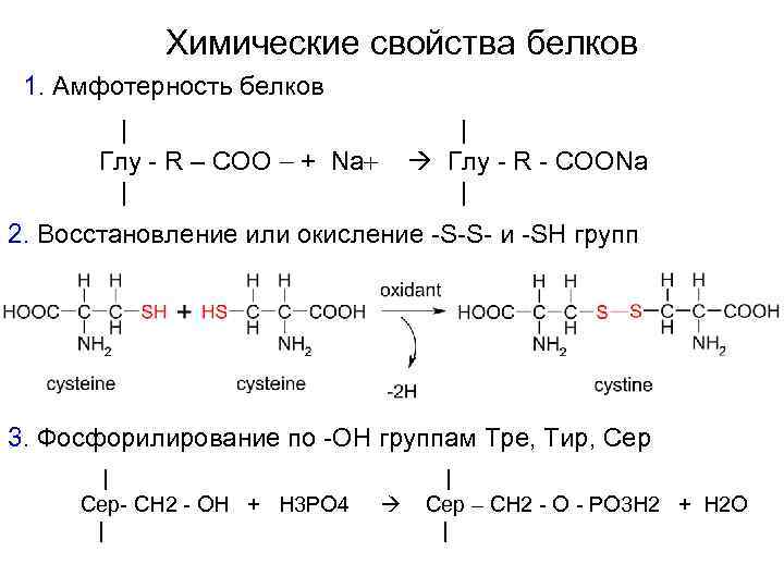 Свойства белков реакции