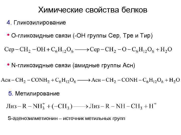 Химические свойства белков 4. Гликозилирование • О-гликозидные связи (-ОН группы Сер, Тре и Тир)